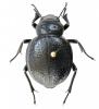 Pimelia payraudi